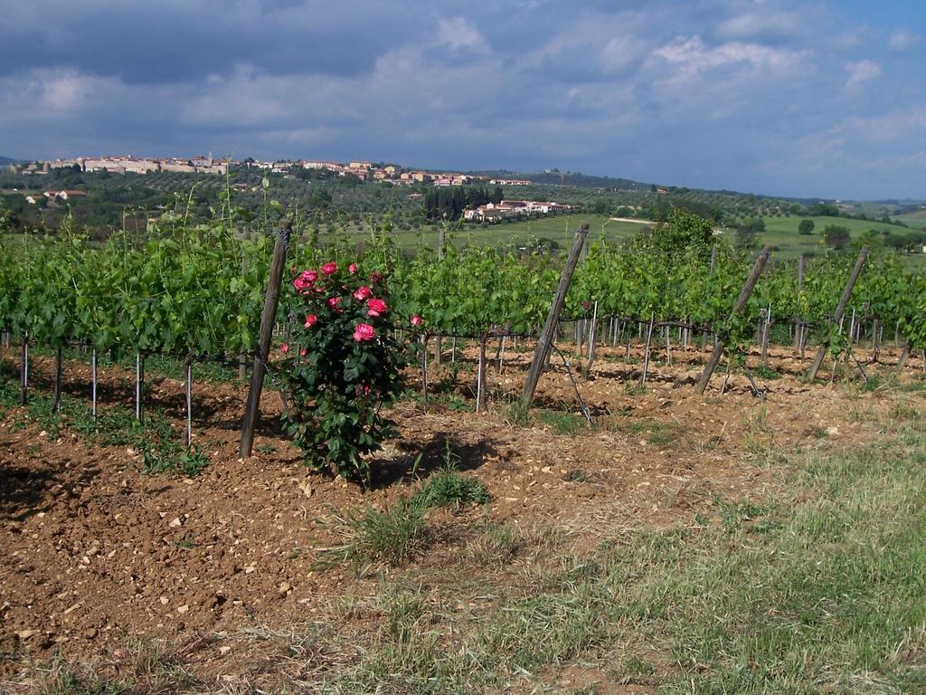 Agriturismo La Carlina Villa Magliano in Toscana Bagian luar foto