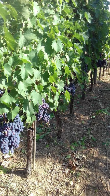 Agriturismo La Carlina Villa Magliano in Toscana Bagian luar foto